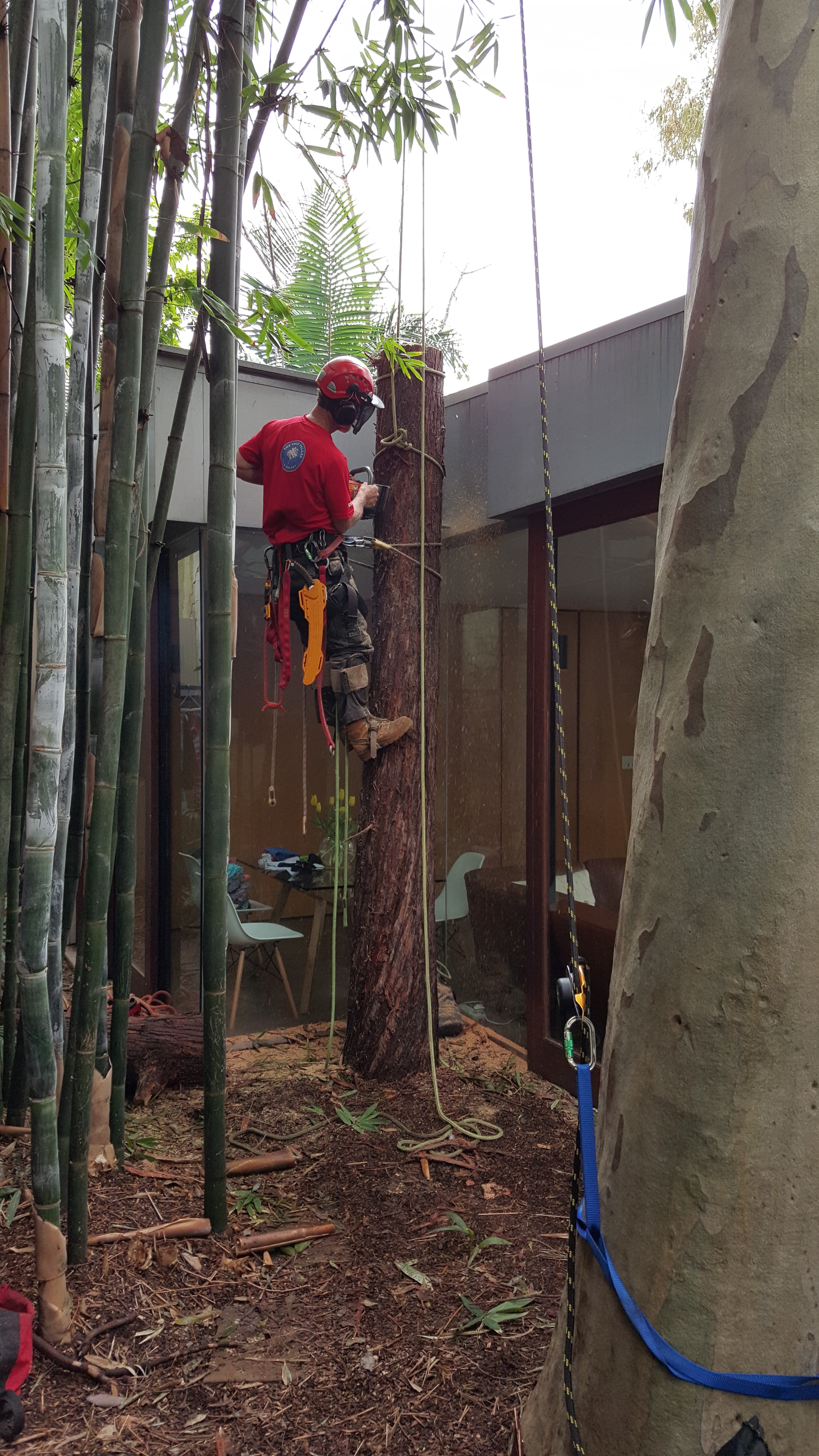 Delicate gum tree removal in Surry Hills